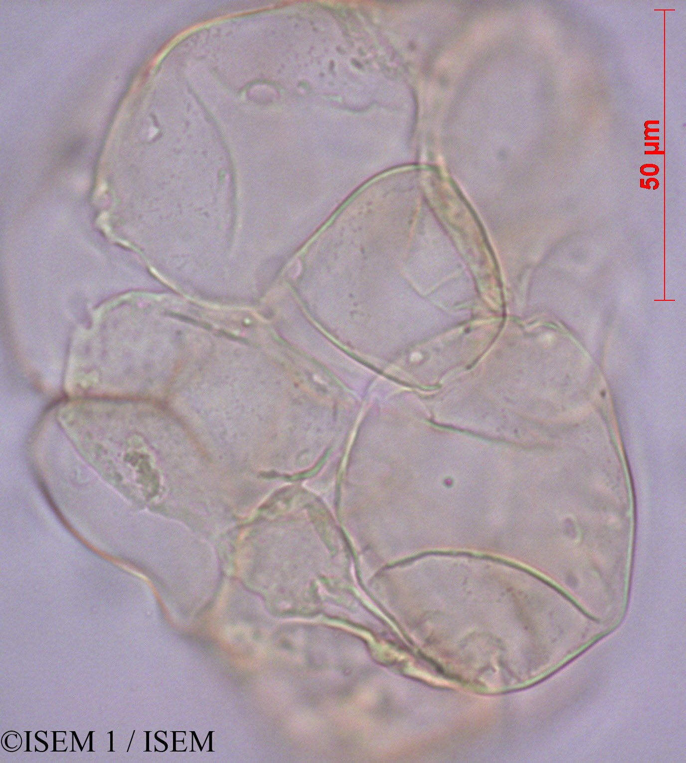 ISEM 1/Apocynum_androsaemifolium_27984/Apocynum_androsaemifolium_27984_0005(copy).jpg